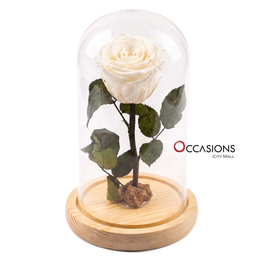 White Forever Rose - M