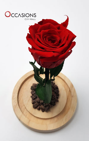 Forever Rose - M Flowerssend_delivery_Amman_Jordan